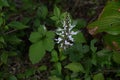 Cat\'s whiskers ( Orthosiphon aristatus ) flowers. Lamiaceae perennial plants. Royalty Free Stock Photo