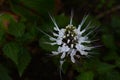 Cat\'s whiskers ( Orthosiphon aristatus ) flowers. Lamiaceae perennial plants. Royalty Free Stock Photo