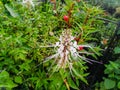 Cats Whiskers (Orthosiphon Aristatus) Plant Royalty Free Stock Photo