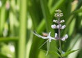 Cat's-whiskers plant flower (Orthosiphon aristatus)