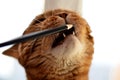 Cat`s white fangs and favorite pencil Royalty Free Stock Photo