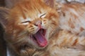 Cat`s Yawn