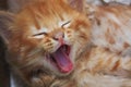 Cat`s Yawn Royalty Free Stock Photo