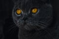 the yellow eyes of the Scottish Fold cat stand out. The cat's yellow eyes glow in the dark. In the dark room, Royalty Free Stock Photo