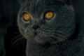 The cat's yellow eyes glow in the dark. In the dark room, the yellow eyes of the Scottish Fold cat stand out. Royalty Free Stock Photo