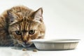 a cat with a sad expression looks at his empty food bowl, two pieces of food on the white floor, white background, space for copy Royalty Free Stock Photo