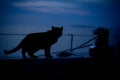 Cat on sailboat at dusk in harbor of Cuttyhunk Island, Massachusetts