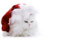 Cat in the Santa cap Royalty Free Stock Photo