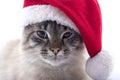 Cat with Santa Claus hat isolated on white backgro Royalty Free Stock Photo