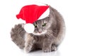 Cat in Santa Claus's cap Royalty Free Stock Photo