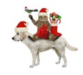 Cat Santa with gifts rides dog labrador 2 Royalty Free Stock Photo