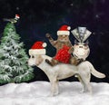 Cat Santa with gifts rides dog labrador 4 Royalty Free Stock Photo