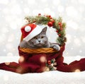 Cat in Santa hat in a Christmas basket. Cute British cat sitting in basket with a festive New Year decor and red knitted scarf. Royalty Free Stock Photo