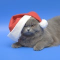 Cat Santa - Klaus.