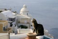 Greece Cat Royalty Free Stock Photo