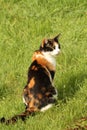 Cat sat in grass Royalty Free Stock Photo