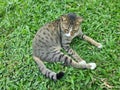 A cat sat on the green grass Royalty Free Stock Photo