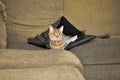 Cat in a Satchel