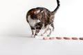 Cat and Sausages Royalty Free Stock Photo