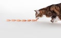 Cat and Sausages Royalty Free Stock Photo