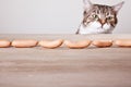 Cat and Sausages Royalty Free Stock Photo