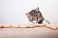 Cat and Sausages Royalty Free Stock Photo