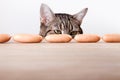 Cat and Sausages Royalty Free Stock Photo