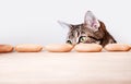 Cat and Sausages Royalty Free Stock Photo