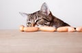 Cat and Sausages Royalty Free Stock Photo