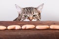 Cat and Sausages Royalty Free Stock Photo