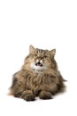 Cat says meow Royalty Free Stock Photo