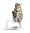 Cat and scale Royalty Free Stock Photo