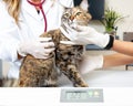 Cat on Scale at Veterinary Office Royalty Free Stock Photo