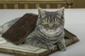 Cat scientific with books on the table Royalty Free Stock Photo