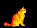 Cat in scientific high-tech thermal imager on black Royalty Free Stock Photo