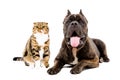 Cat Scottish Fold and dog breed Cane Corso together