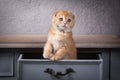 Cat. Scottish fold kitten on wooden table and textured background