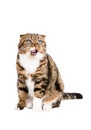 Cat Scottish Fold licks its lips Royalty Free Stock Photo