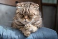 Cat, Scottish Fold, sleeps on a soft ottoman on a chair, with a serious muzzle, against a blurred background.