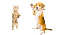 Cat Scottish Straight and Beagle dog standing on its hind legs Royalty Free Stock Photo