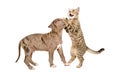 Cat Scottish Straight holding a Pit bull puppy by the nose Royalty Free Stock Photo