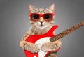 Cat Scottish Straight in sunglasses with electric guitar