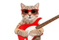 Cat Scottish Straight in sunglasses with electric guitar Royalty Free Stock Photo