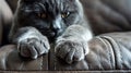 The cat scratches the sofa furniture. Selective focus. Royalty Free Stock Photo