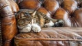 The cat scratches the sofa furniture. Selective focus. Royalty Free Stock Photo