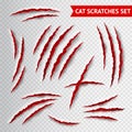 Cat scratches transparent Royalty Free Stock Photo