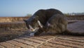 Cat scratching itself on a brick road in an urban outdoor setting during daylight Royalty Free Stock Photo