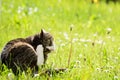 A Cat is scratching itself Royalty Free Stock Photo