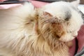 Common skin problems in cats. Cat scratching or licking themselves due to itchiness. A balding area of fur, with obvious hair loss