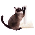 Cat scratching post Royalty Free Stock Photo